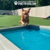 A wet golden retriever joyfully leaps into a blue dog pool on an artificial grass field, with agility equipment and a ball visible in the background.