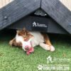 A happy, brown and white dog lies with its head poking out from under a wooden structure on green artificial grass. The dog is panting, and there are logos for The Pet Station Country Club and Gyms for Dogs.