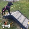 A black dog wearing a pink harness stands with its front paws on a small wooden ramp in a grassy park, with leaves scattered around and a Gym for Dogs  logo in the corner.