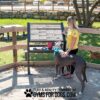 A woman and a large gray dog stand at an outdoor informational sign inside a fenced area. The woman reads the sign while holding the dog’s leash. Text at the bottom reads, "PLAY & AGILITY POWERED BY GYMS FOR DOGS.COM.