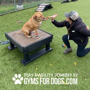 A brown dog wearing colorful leg bands sits on a platform and gives its paw to a kneeling woman in a hat at an outdoor dog agility area. Text reads: "Play & Agility Powered by GymsForDogs.com.