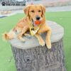 A golden retriever wearing a yellow bandana lies on a large artificial tree stump, holding an orange tennis ball in its mouth. The scene is set on green turf near a playground area. Text reads, "GYMS FOR DOGS.