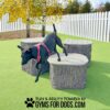 A black dog wearing a pink harness jumps off a platform shaped like a tree stump on green turf, with a white picket fence and autumn trees in the background. Text reads "Play & Agility Powered by Gyms for Dogs.com".