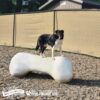 A black and white dog stands on top of a large, bone-shaped structure in a gravel-covered dog park area with a chain-link fence and a building in the background.