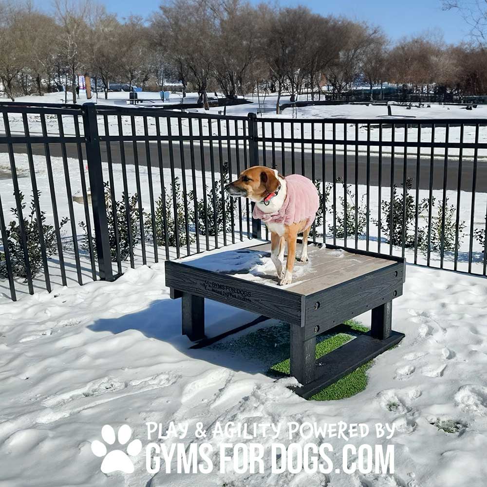 A brown dog wearing a pink coat stands on an agility platform in a snowy park, with a metal fence and trees in the background. Text at the bottom reads, "PLAY & AGILITY POWERED BY GYMSFORDOGS.COM.