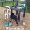 Two dogs stand near a water station with bowls and bottles at a dog park. One dog is light-colored and fluffy, the other is black. The ground is covered in wood chips. Text at the bottom reads, “GYMS FOR DOGS.”.