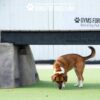 A brown and white dog sniffs the ground near an elevated platform at an outdoor dog park with green artificial turf. The background features a white fence with "GYMS FOR DOGS" signage.