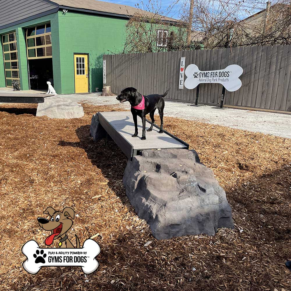 A black dog with a pink bandana stands on a gray artificial rock bridge at an outdoor dog park, with another dog and buildings visible in the background. "Gyms for Dogs" signage and logo are displayed.