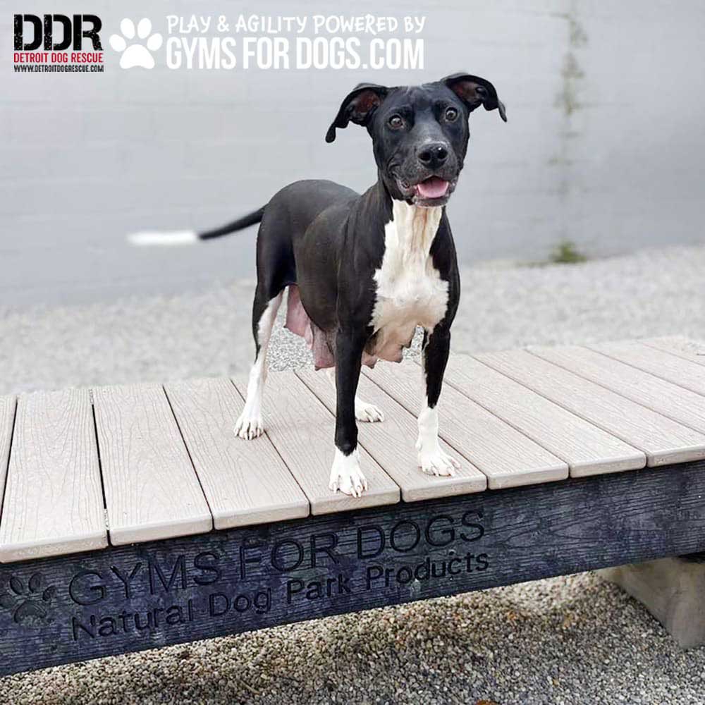 A black and white dog stands on a wooden platform labeled "GYMS FOR DOGS Natural Dog Park Products" at an outdoor dog park. The dog looks alert with its mouth slightly open.