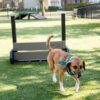 A brown dog in a blue bandana walks past the Jump Hurdle Run - Set of 3 in a sunny, grassy, fenced dog park.
