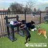Four dogs gather at a water station with artificial grass. One black dog stands by "The Dog Post - Leash Holder & Toy Box" while others sniff or drink. Benches and trees are behind them. Text reads "Gyms For Dogs.