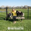 A woman in a yellow shirt sits on a park bench, petting two large dogs, one standing beside her and one standing on the bench. Houses and a pond are visible in the background. Text at the bottom reads, “GYMS FOR DOGS.COM.”.