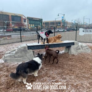 Four dogs enjoy a dog park with mulch and light snow. Two stand atop Ellie's Boulder Bridge Pro—Bridge, Set of 2 Rocks, and Bumper Pads—while the other two are nearby. Buildings and a fence line the background.