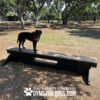 A black dog in a red harness stands on a Jump Balance Beam in a sunlit dog park with trees. Text at the bottom reads, “Play & Agility Powered by GYMSFORDOGS.COM.”.