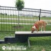 A brown dog with a red bandana walks on the Jump Balance Beam in a grassy dog park near a black metal fence. The text "Play & Agility Powered by Gyms for Dogs" appears in the corner.