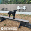 A black dog stands on a Jump Balance Beam at an outdoor dog park, with benches, a wooden fence, and a "Gyms for Dogs Natural Dog Park Products" sign visible in the background.