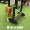 A happy golden retriever wearing a red bandana stands next to an agility jump obstacle on green turf. A small dog toy is on the ground, and text reads, "Play & Agility Powered by GymsForDogs.com.