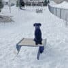 A black dog sits on a snow-covered Bridge Climb 18" Tall (S/M) agility platform at a snowy Dog Park. Overhead, a sign reads "PLAY & AGILITY POWERED BY GYMS FOR DOGS.COM.