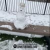 A small snowman with stick arms, a metal bowl hat, and button eyes sits on a park bench in a snowy dog park. The bench features black text: "GYMS FOR DOGS.COM Play & Agility Powered By Jump Balance Beam.