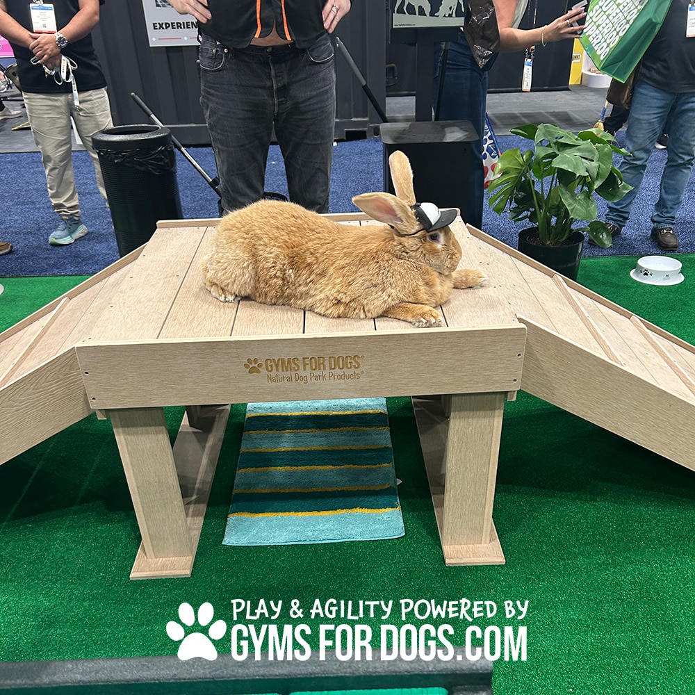 A large brown rabbit lies on a wooden agility ramp at an indoor Dog Park event, with people standing nearby. The ramp is branded with "GYMS FOR DOGS," and artificial grass and potted plants decorate the lively scene.