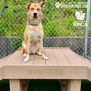 A brown dog with upright ears sits on a wooden platform labeled "GYMS FOR DOGS" in a Dog Park, surrounded by grass and a chain-link fence. Logos for "GYMS FOR DOGS" and "SPCA" appear in the top right corner.