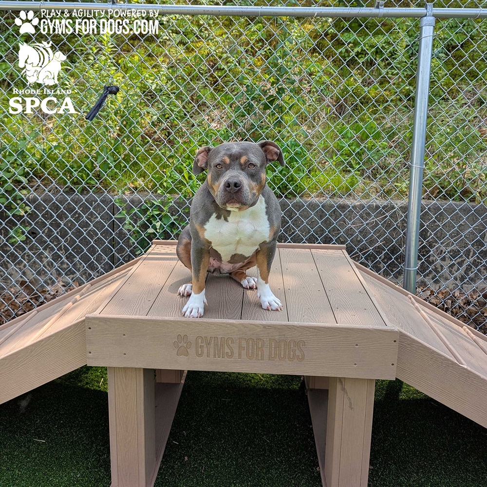 A gray and white dog with a muscular build sits on a wooden agility platform in a Dog Park, with a chain-link fence and greenery in the background. Logos for "Gyms For Dogs" and "Rhode Island SPCA" are visible.