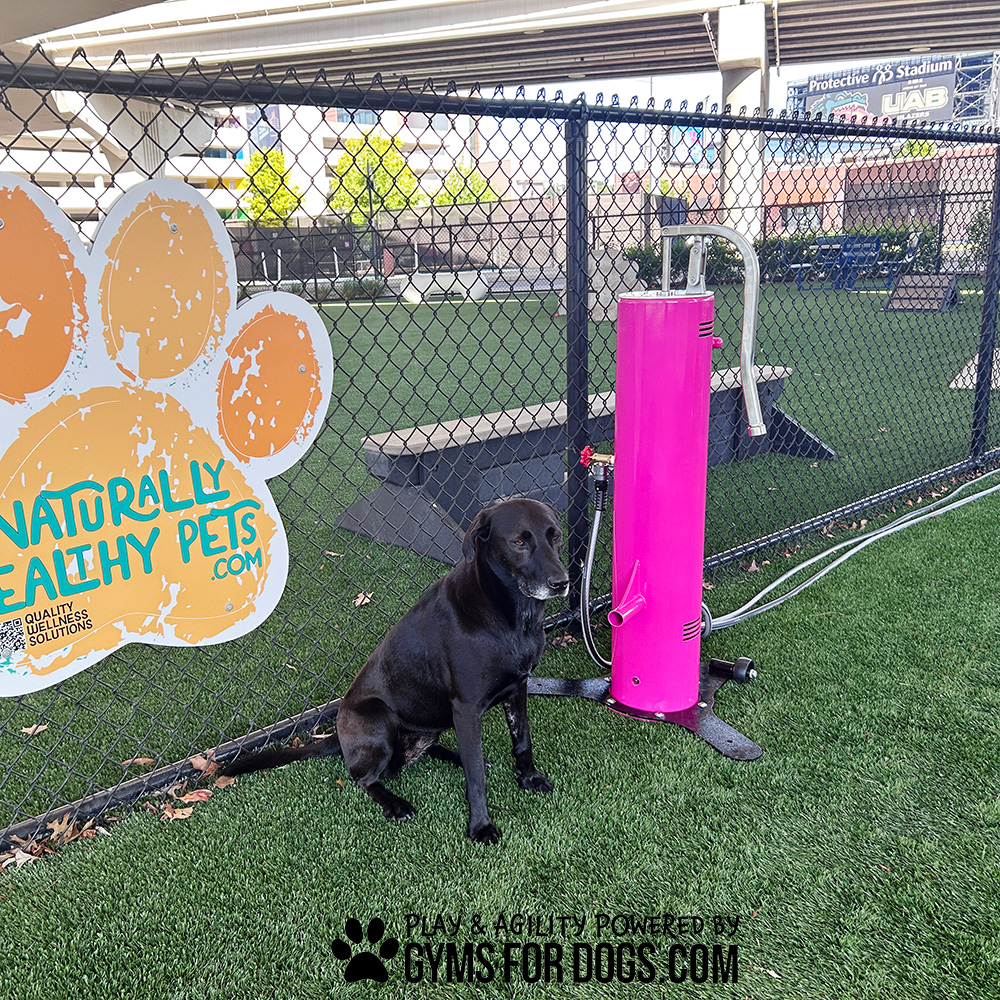 A tall, pink dog water fountain stands next to a sitting black dog. Below them is the Cool Dog Water Fountains logo featuring a dog head silhouette and blue text.