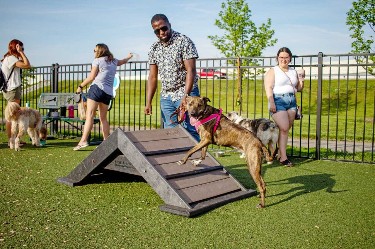 A man guides a brown dog on a leash up a small ramp at a dog park, while other people and dogs are in the background on a sunny day.