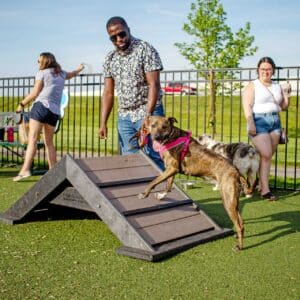 A man guides a brown dog on a leash up a small ramp at a dog park, while other people and dogs are in the background on a sunny day.