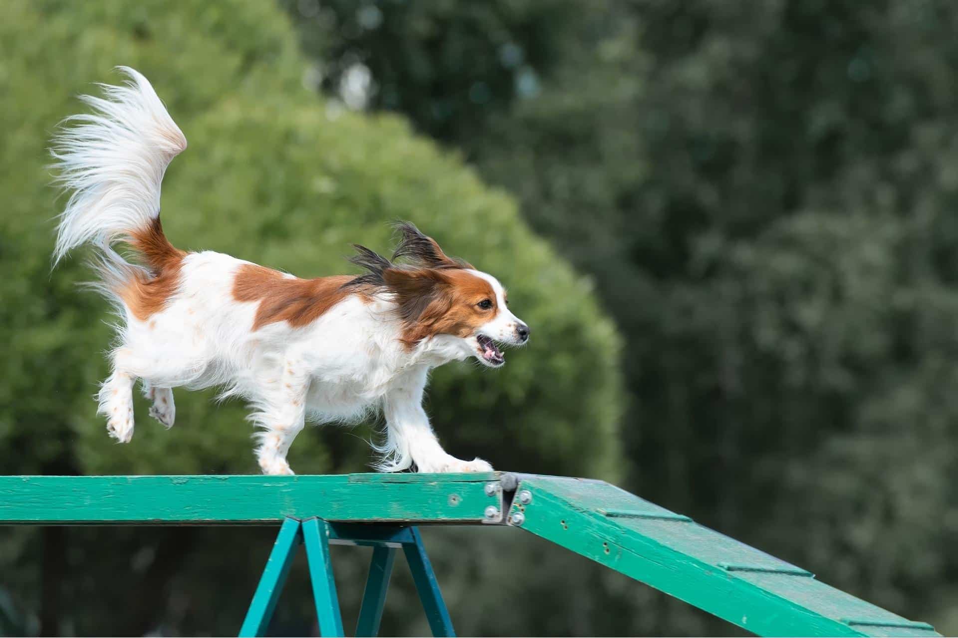 The Dog Park Boulder size extra large