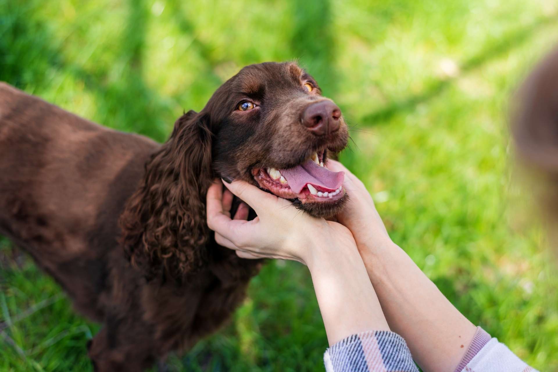 close-view-of-the-owner-petting-german-spaniel-2026-01-08-02-14-09-utc The Dog Park Boulder size extra large