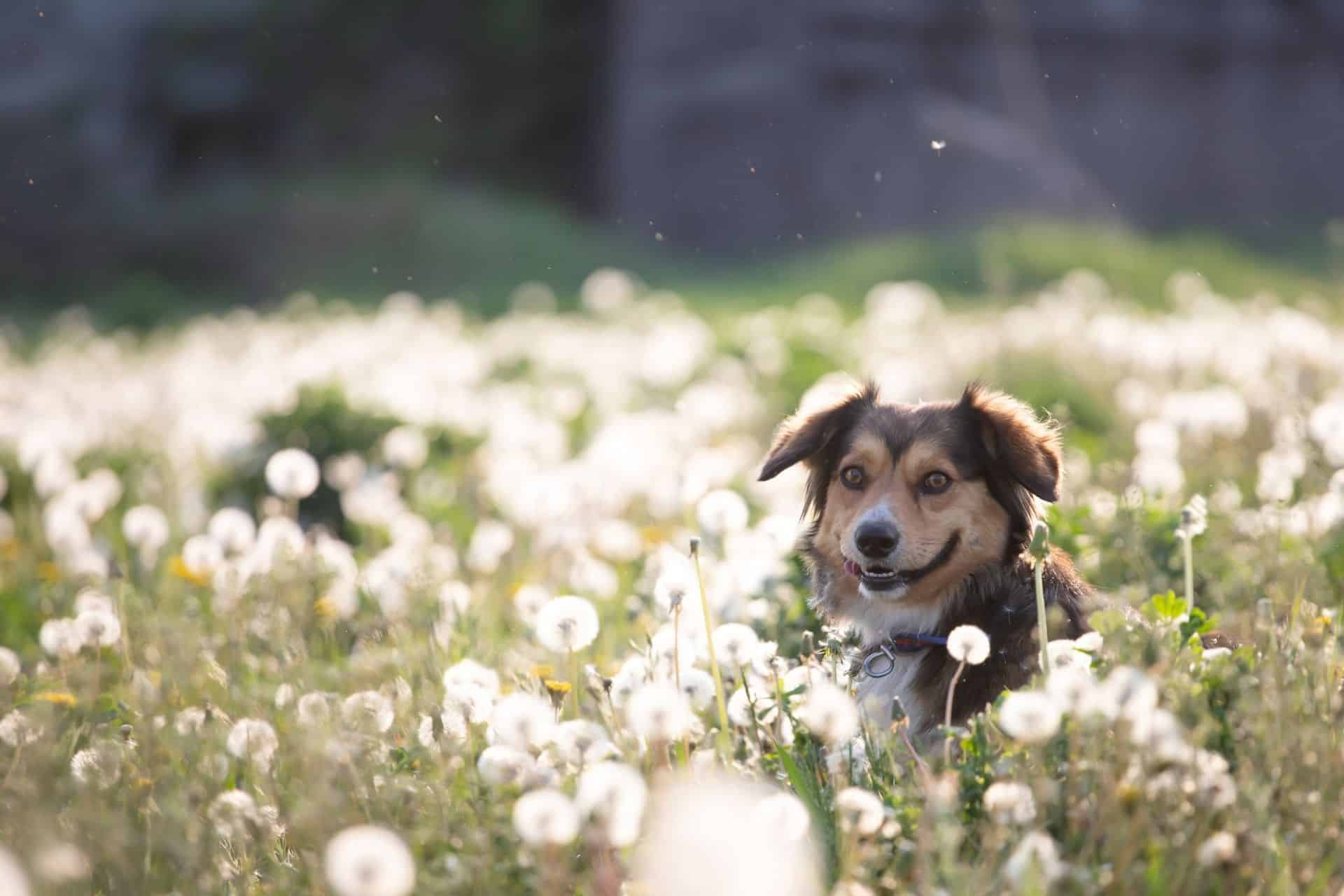 dog-in-magic-dandelion-meadow The Dog Park Boulder size extra large