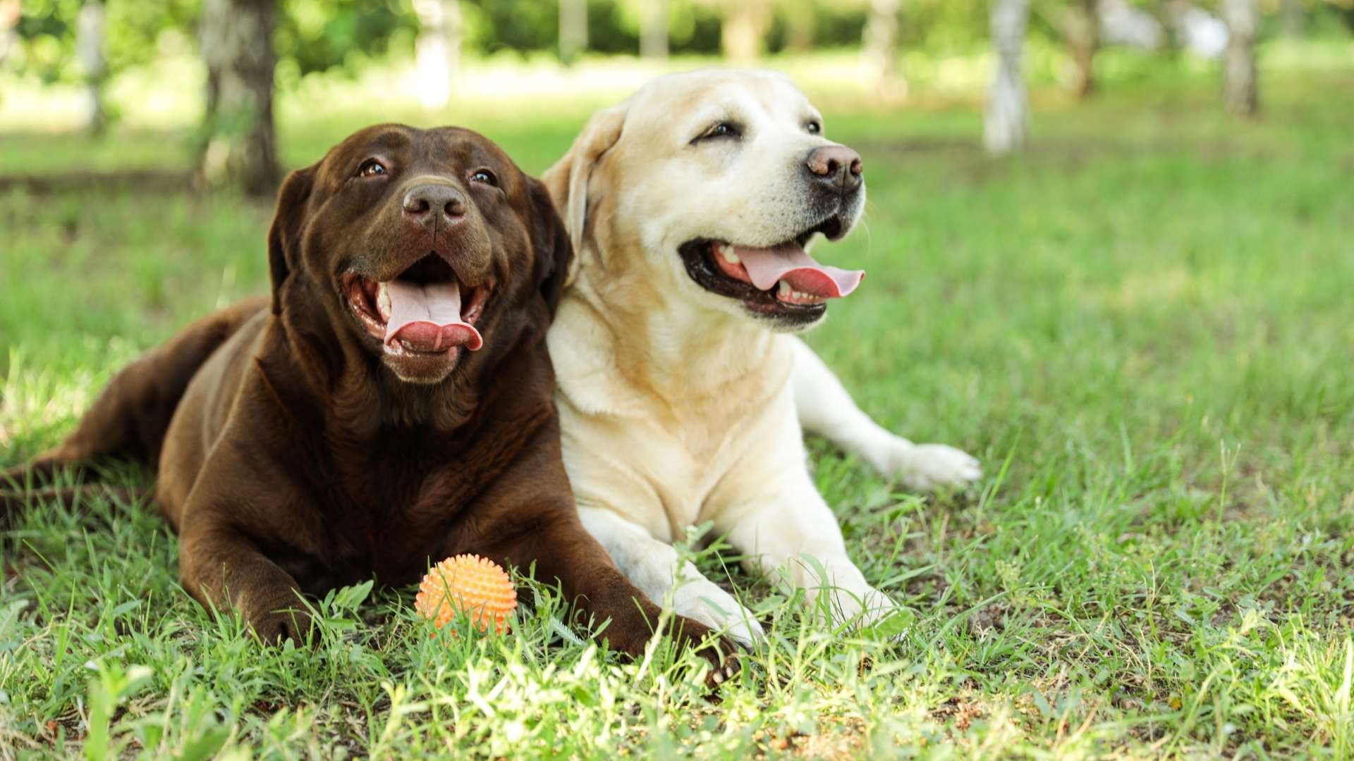 funny-labrador-retriever-dogs-with-toy-ball-on-gre-2026-03-24-02-40-08-utc The Dog Park Boulder size extra large
