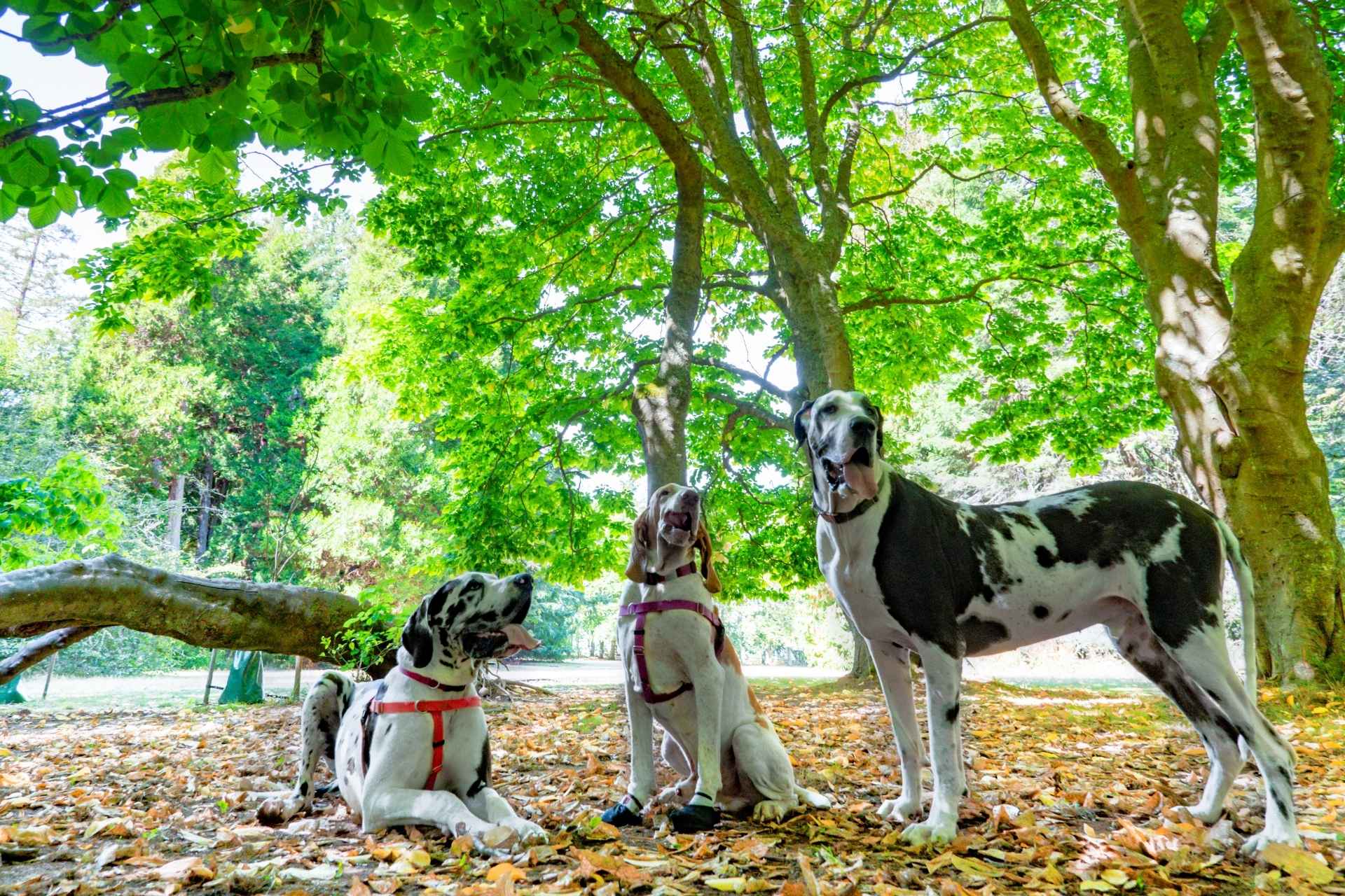 The Dog Park Boulder size extra large