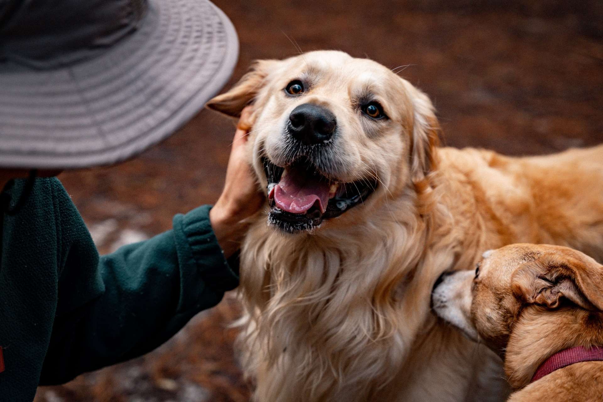 person-petting-a-happy-golden-retriever-while-anot-2026-03-18-12-14-55-utc The Dog Park Boulder size extra large