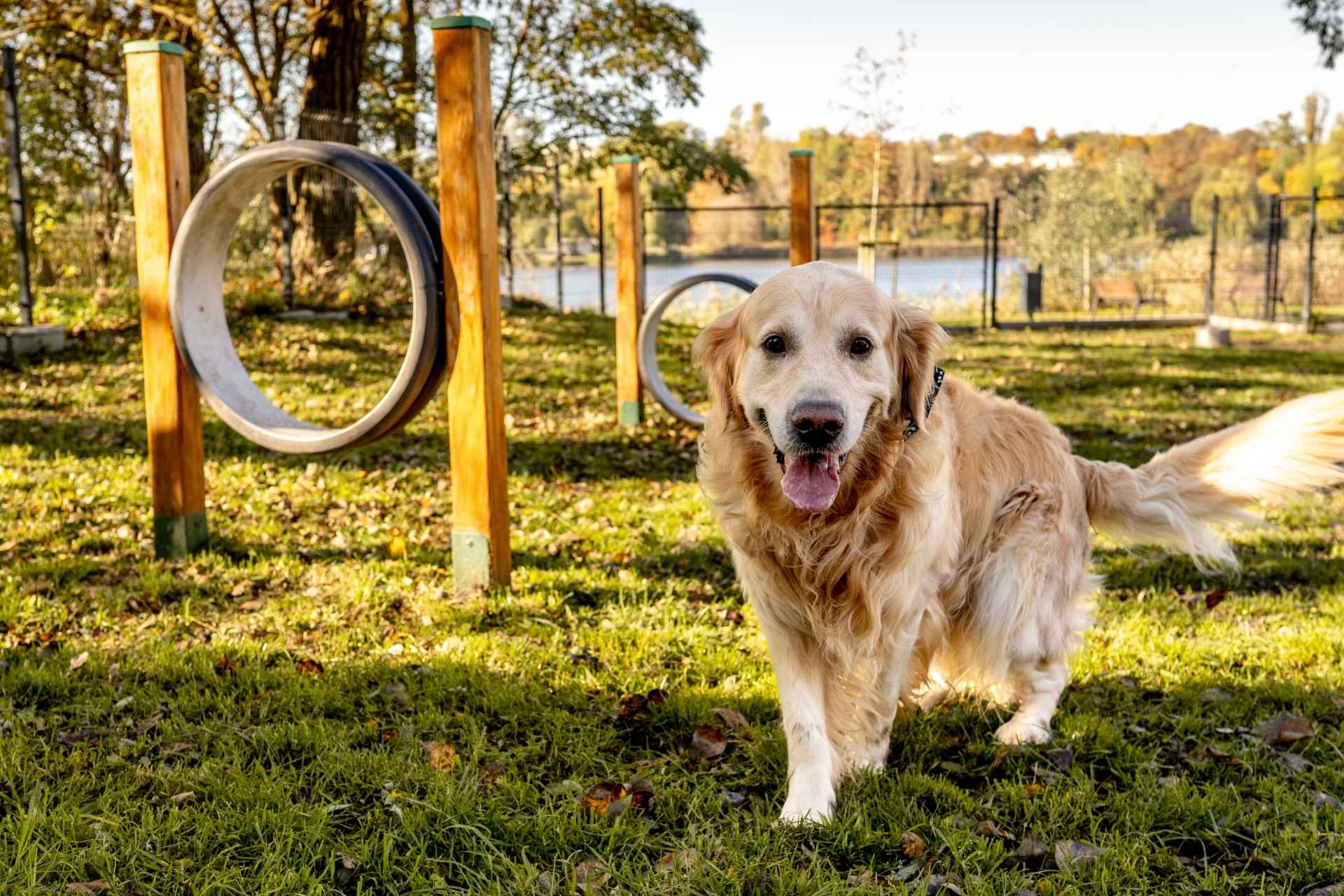 The Dog Park Boulder size extra large