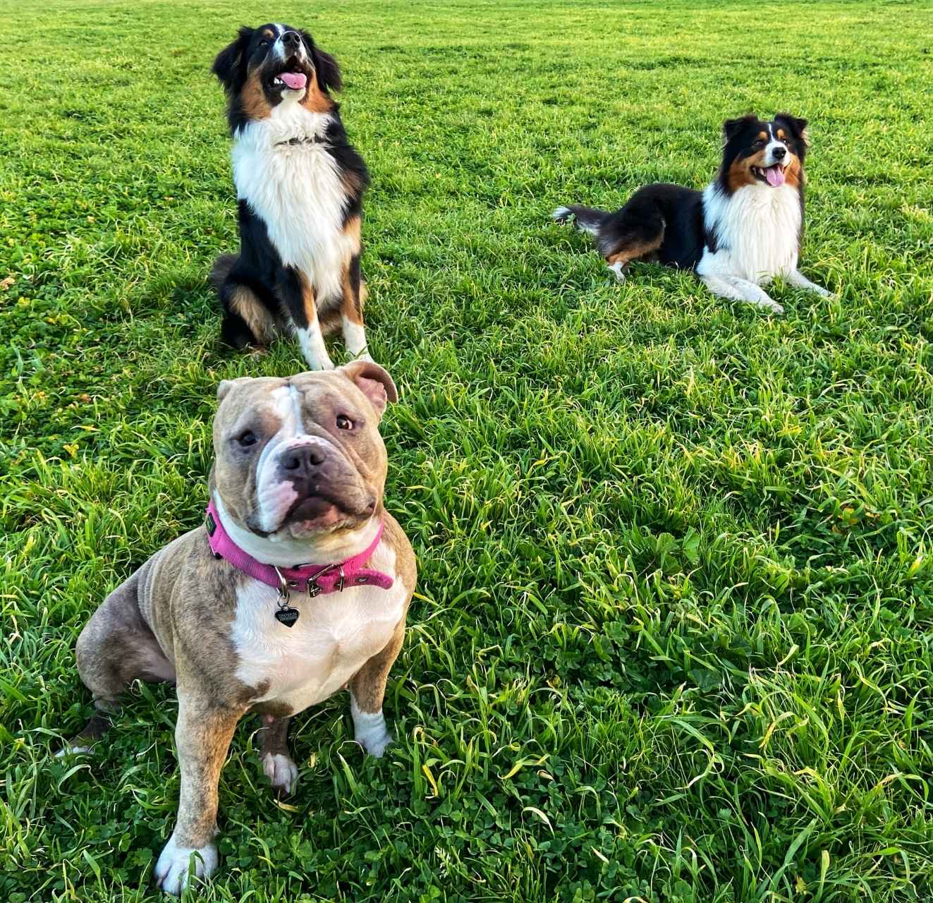 The Dog Park Boulder size extra large