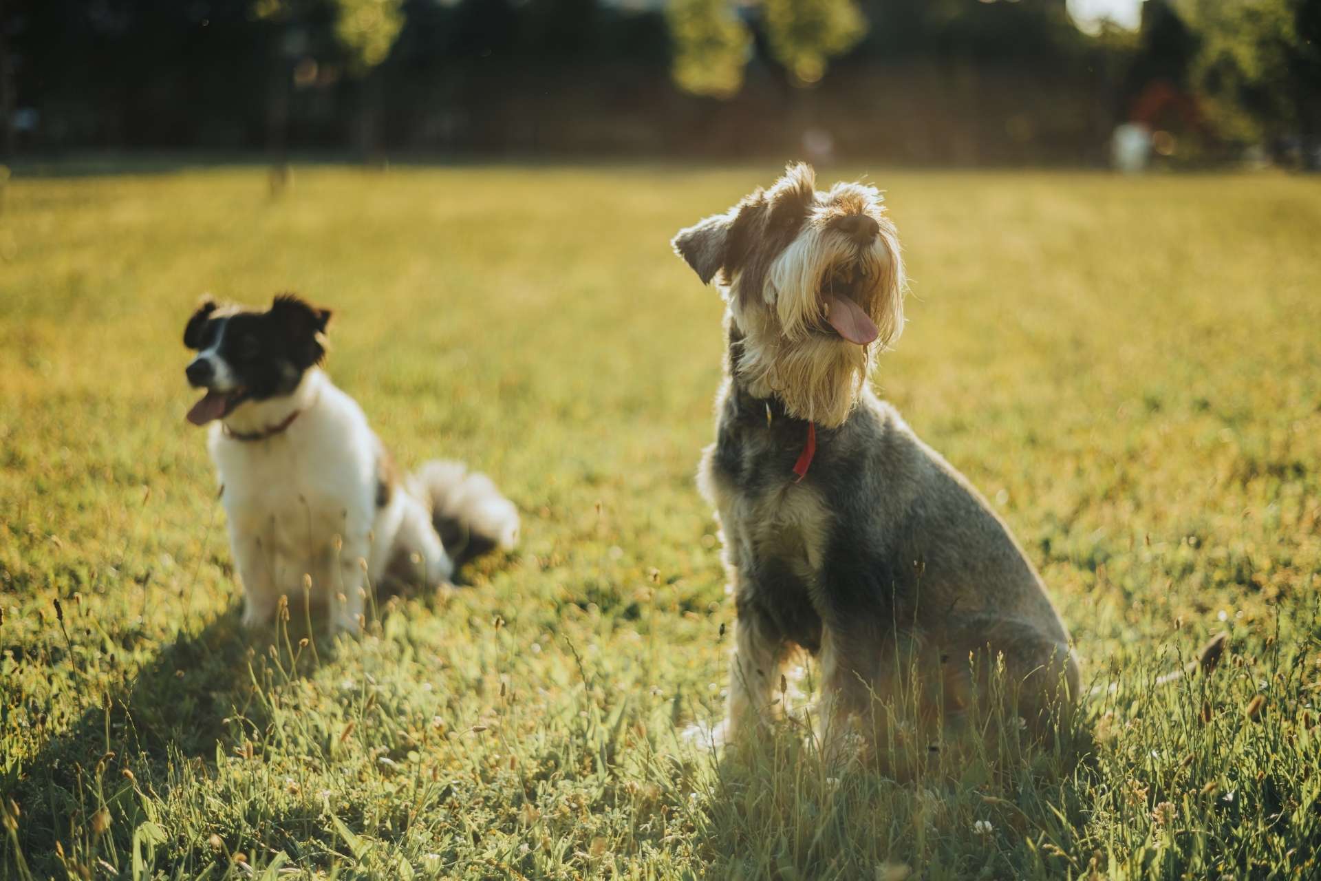 The Dog Park Boulder size extra large