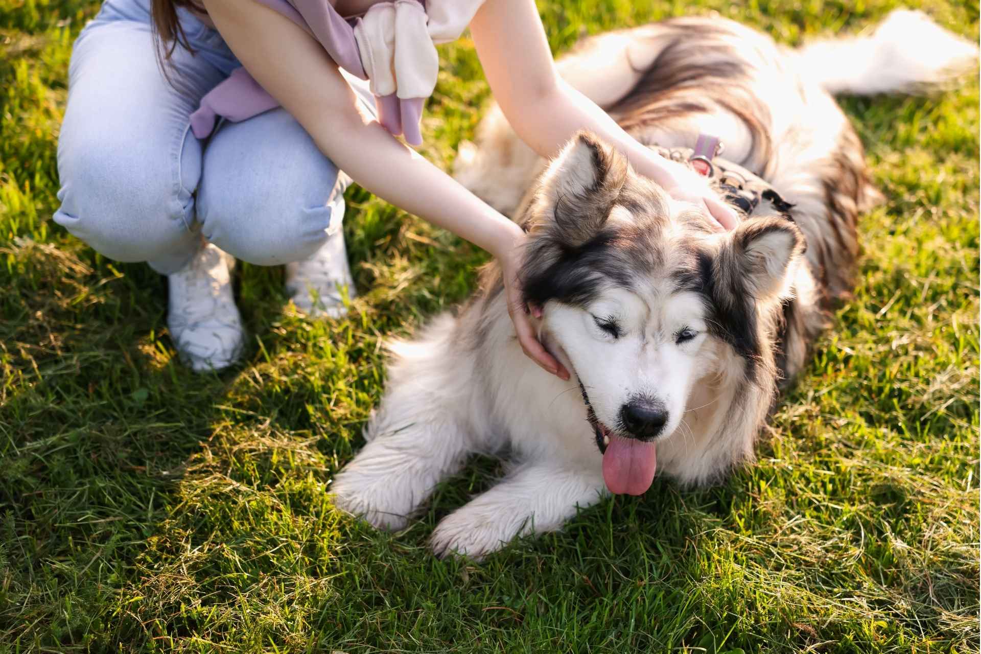woman-with-her-cute-alaskan-malamute-dog-on-green-2026-03-26-23-25-21-utc The Dog Park Boulder size extra large