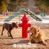 Dog Park Fire Hydrant